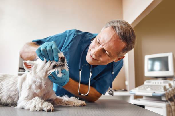Best Emergency Tooth Extraction in Willits, CA